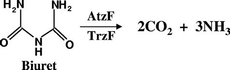 gg trzf|Purification and Characterization of Trzf:Biuret Hydrolysis by ...